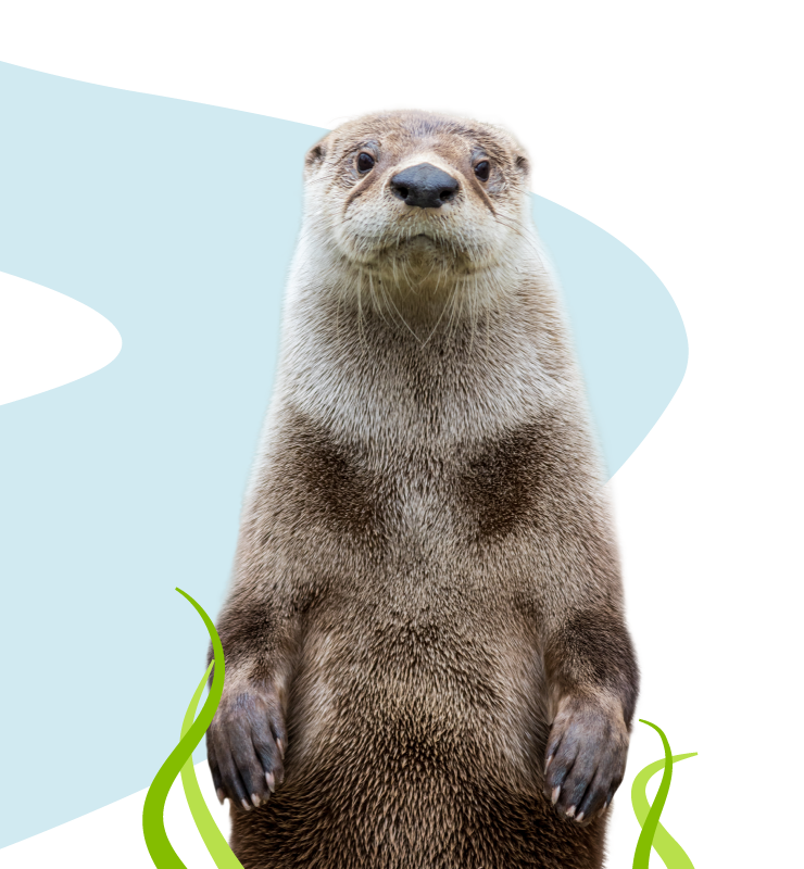 Sea Otter Graphic Made by Ocreative For Website Sea Otter Graphic Made by Ocreative For Website