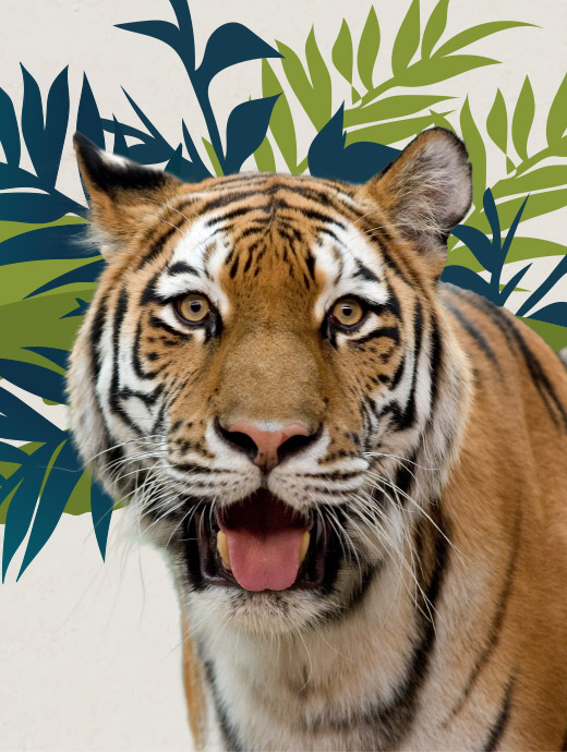 Zoo Society Featured Image